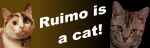RUIMO is a cat!iNoi[j